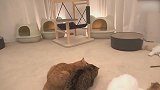 在一起玩耍的猫咪，这懒洋洋的样子，真可爱！