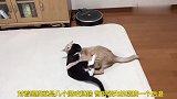 两只猫咪打架，一只服软卖萌一只懵圈呆住，太搞笑了