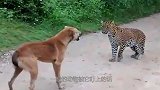 花豹一口咬住野猪，野猪一头顶飞了花豹，镜头拍下全过程