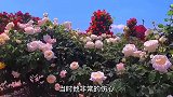 63岁再婚老人哭诉:退休金5000块,连菜都买不起,永不再婚