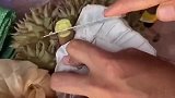 刚摘下来的榴莲,还要这样做,有知道这是为什么的吗