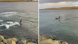 英国：虎鲸群在距海岸几米处围捕海豹
