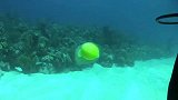 旅游-150326-潜水20米水底打碎鸡蛋会发生什么