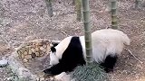 大熊猫玩水太可爱，相碰又不敢碰的样子，这也太萌了吧