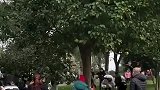 原来橘子洲头真的有橘子，观赏橘子，不能吃的