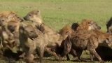 鬣狗群抢夺母狮的猎物，母狮可不是好惹的，抓住一只鬣狗就开咬！