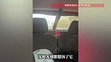大鹅坐600公里车狂叫不止，一路叫到“嗓子冒烟”，主人：吵到邻居被投诉，最后炖了“挺好吃”