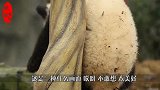熊猫宝宝霸气十足用盆吃饭，下一秒太逗了！镜头记录搞笑过程