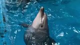 小海豚 凌空跳跃