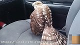 一只鹰为躲飓风溜进出租车 死活不出去 成精了