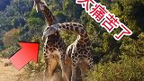 想不到长颈鹿是用脖子打架的