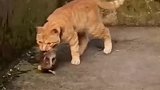 猫：主人我抓了只老鼠回来给你吃！