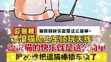 看我发现了什么！天然逗猫棒！