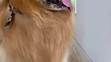 抚慰犬：就不能多睡会儿嘛