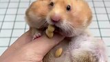 我敢说你们的仓鼠都是假的，这才是真仓鼠