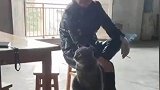 人来疯，马屁精！主人吐槽家猫过于社牛
