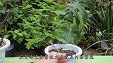 扦插三角梅不花一分钱，学会这几招就行，生根太快了