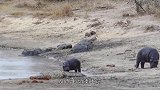 河马舔舐着死去的幼崽，一旁鳄鱼虎视眈眈，网友：太残酷！