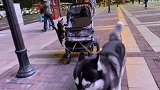 哈哥猫妹