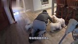 宝爸刚躺在地上，狗子们就一股脑涌上来，太搞笑了