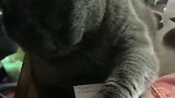 一只贪财的猫咪，喵：桌子上都是我的！不准拿！