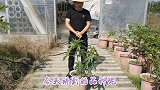 终于找到果皮厚耐运输，同时又早熟的品种，“黎巴嫩黑”？厉害了