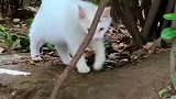 喂流浪猫时，遇到一只异瞳月牙猫，这是美少女战士喵吧
