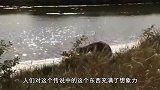 传说中的“水鬼”竟然被人抓住，看到水鬼真容，网友：长见识了！