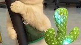 当猫猫看到仙人掌玩具后猫露难色