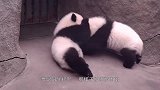 熊猫宝宝头被卡住了，同伴赶紧来帮忙，这也太可爱了吧