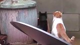 两只猫猫简直神同步，连打哈欠都是一起的