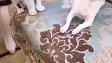 狗子：敌不动我不动，敌一动我就跑！