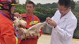 见惯了大场面的搜救犬，竟然也怕医生啊！