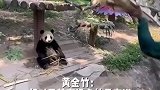 喂大熊猫的黄金竹，你见过吗？