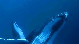 中国南海首次发现鲸落，一鲸落万物生！