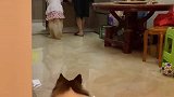 来看看主人和宠物的神同步，这俩是兄妹吧