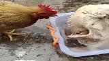 原来杀鸡的时候,别的鸡会帮忙拔鸡毛,本是同根生相煎何太急