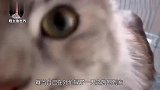 女子捡回一只野猫，长大后去河边抓鱼吃，专家这可不是猫