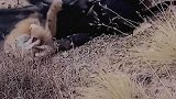 金雕猎食狐狸，狐狸奋力反击，最后成功逃过一劫