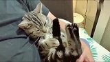 小奶猫都困成这样了，还抓着自己左右摇动的尾巴，不是自己的吗