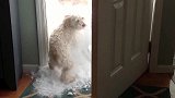 狗狗第一次出家门，谁知外面下大雪，看着就很有趣！