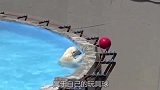 小北极熊拿玩具球被电击，找妈妈帮助，但也无能为力！