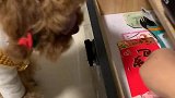 主人要帮米米把压岁钱收起来，米米不乐意了，都忍住别笑