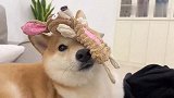 小柴犬一不小心就用大脸接住了玩具