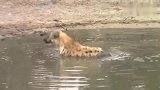 鬣狗在洗澡，诡异的第六感救了它一命！太幸运了！