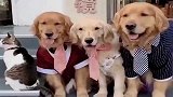 一家人拍照就要整整齐齐，狗狗和猫咪一个都不能少