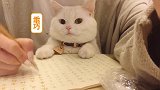 陪主人写字的猫咪，真的是非常可爱了