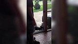 门上没有玻璃，狗狗却认为是正常的门无法进入，真是太逗了！