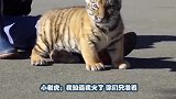 饲养员抱着小老虎一顿狂亲，小老虎一脸呆萌：别让我妈看见你