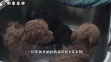 3000元一只的茶杯犬，到底是怎么来的？看完你还忍心养吗？